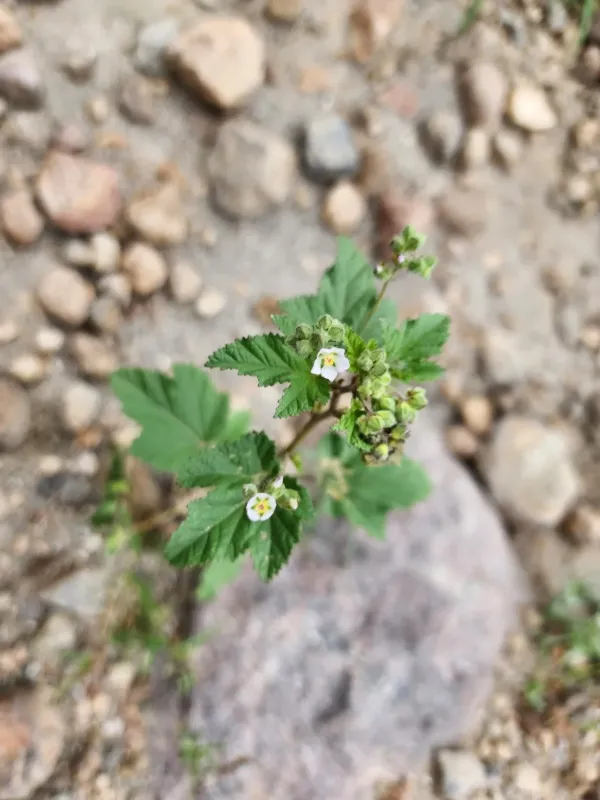 Urocarpidium albiflorum