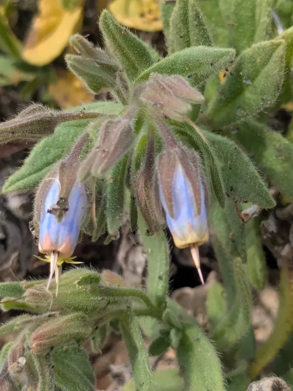 Podonosma orientalis