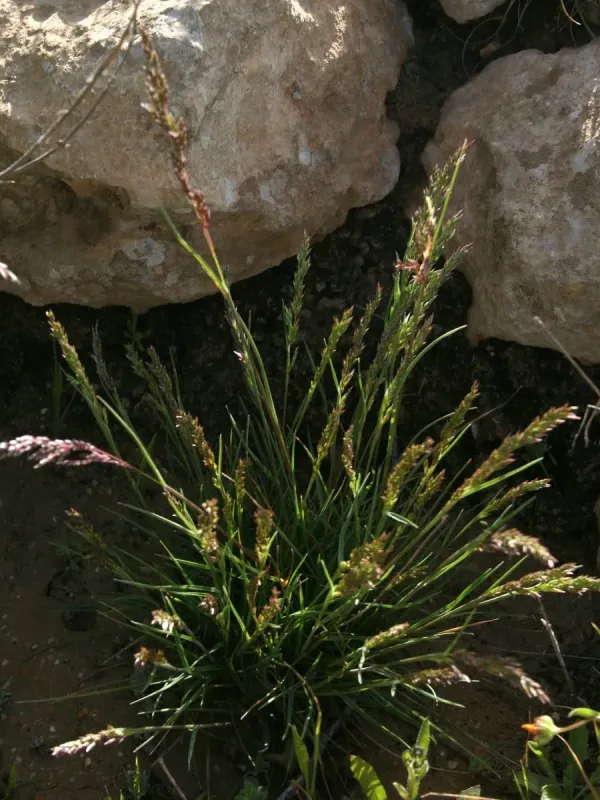Sinai bluegrass
