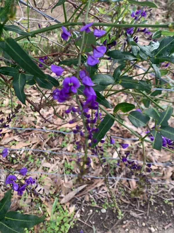 Hardenbergia comptoniana