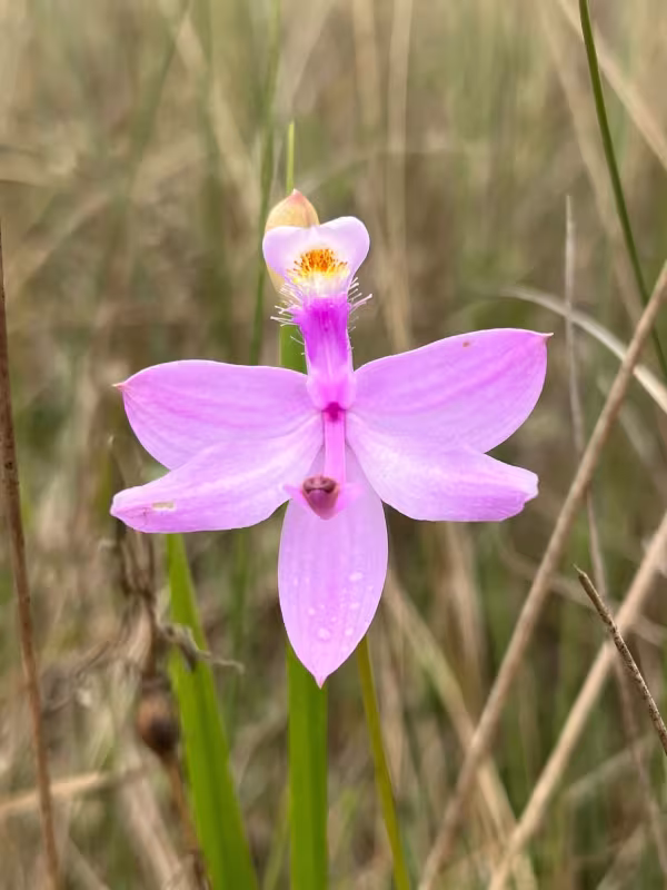 Calopogon tuberosus