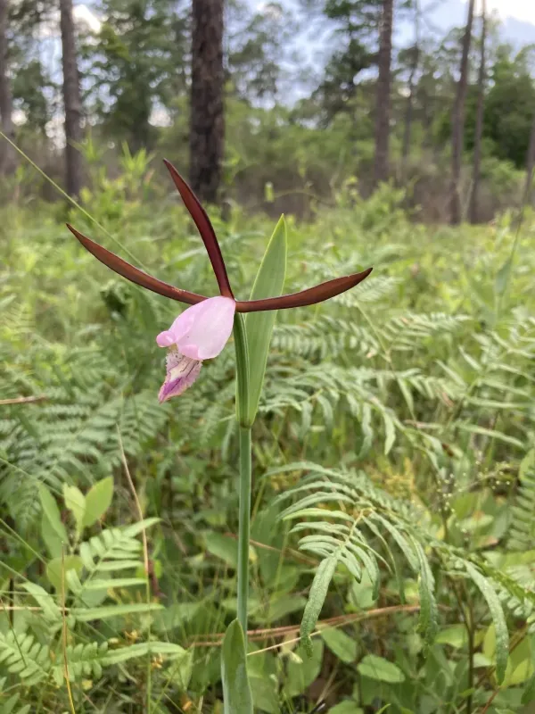Cleistesiopsis divaricata
