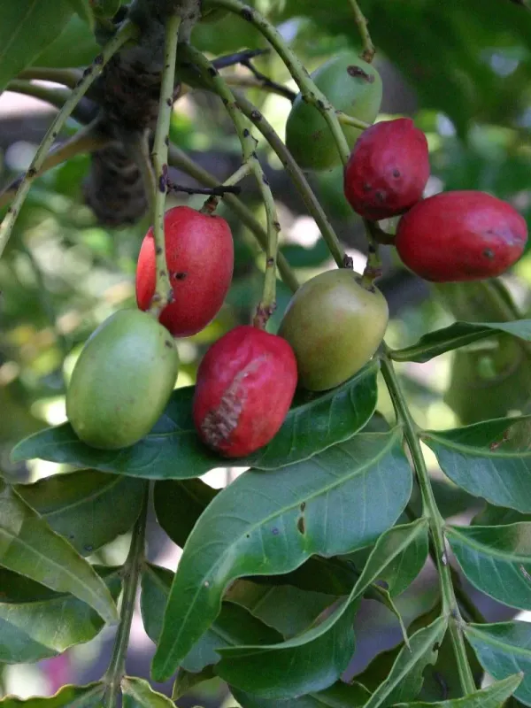 Harpephyllum caffrum