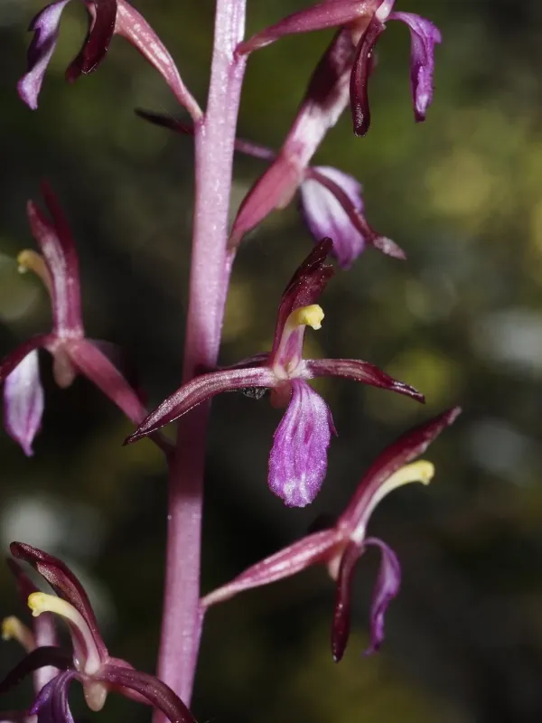 Pacific coralroot