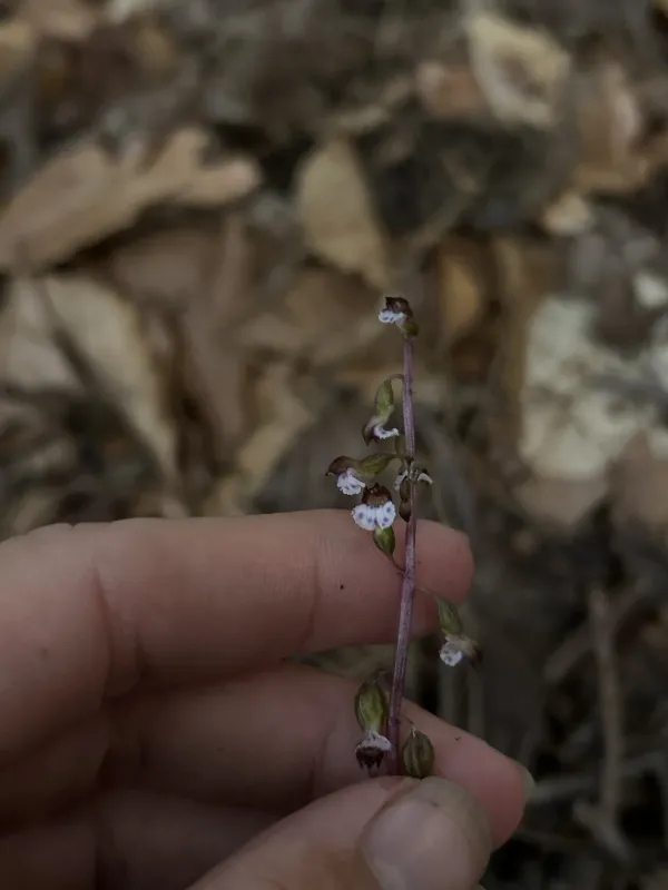Late coralroot