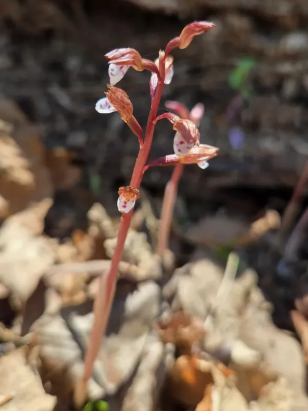 Wister's coralroot