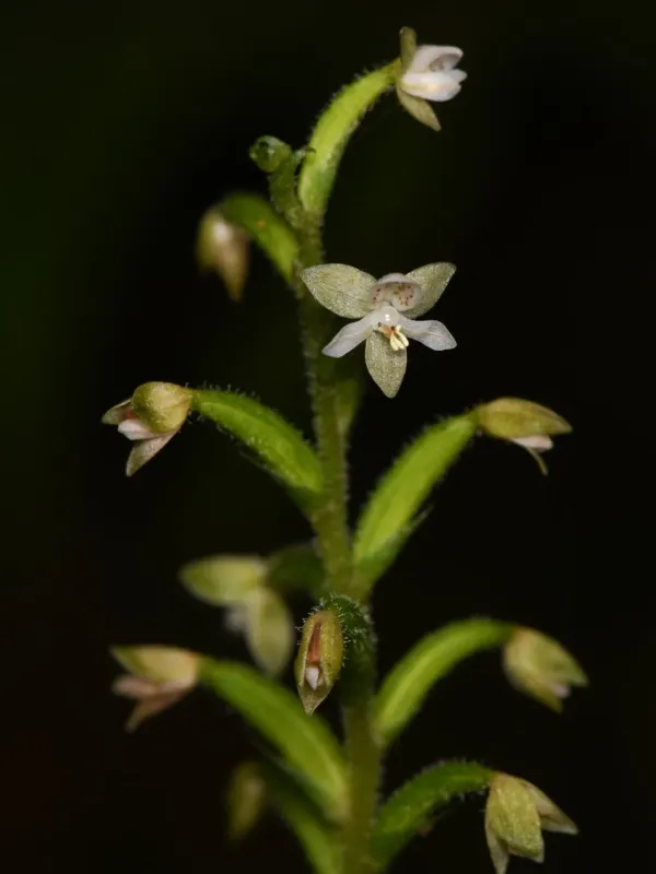 Cranichis diphylla