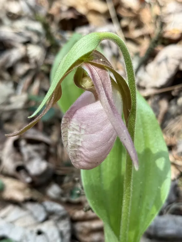 Pink lady slipper