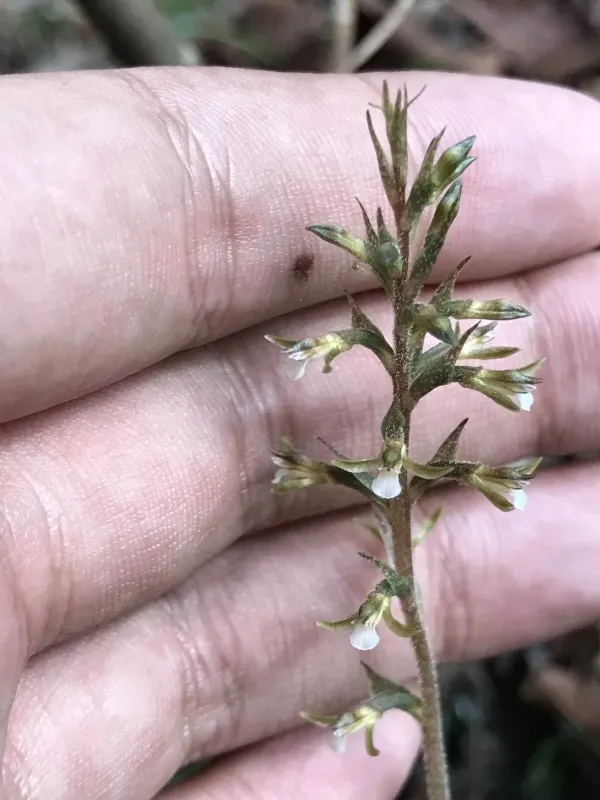 Cyclopogon cranichoides