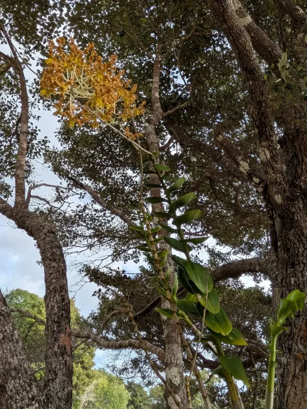 Dendrobium discolor