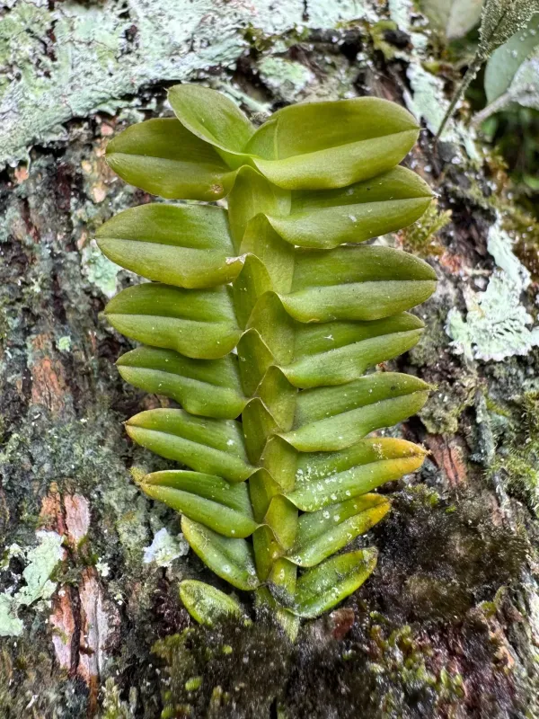 Dichaea latifolia