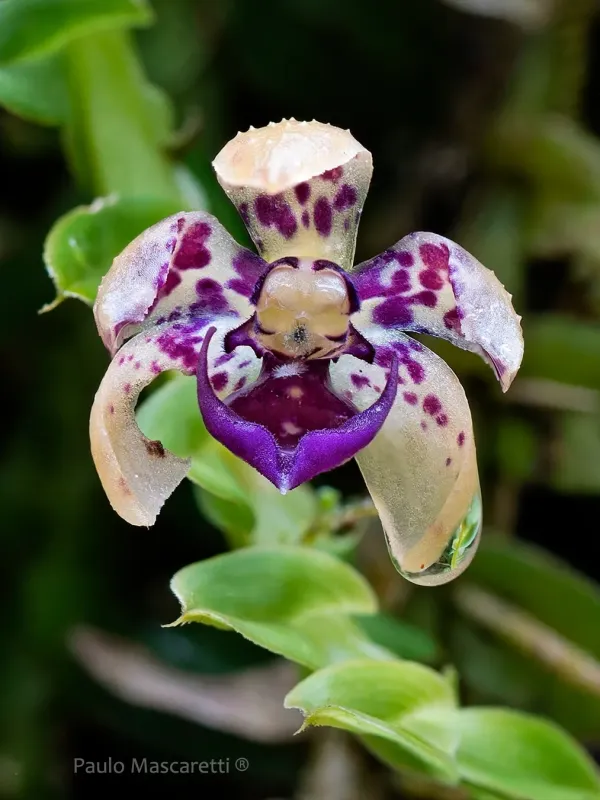 Dichaea pendula