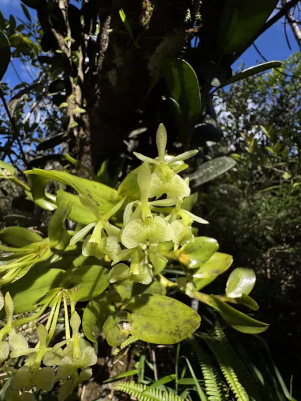 Epidendrum boricuarum