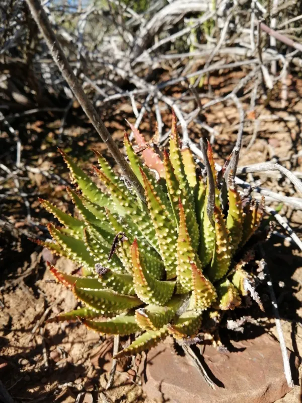 Haworthia maxima