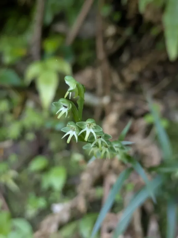 Habenaria amalfitana