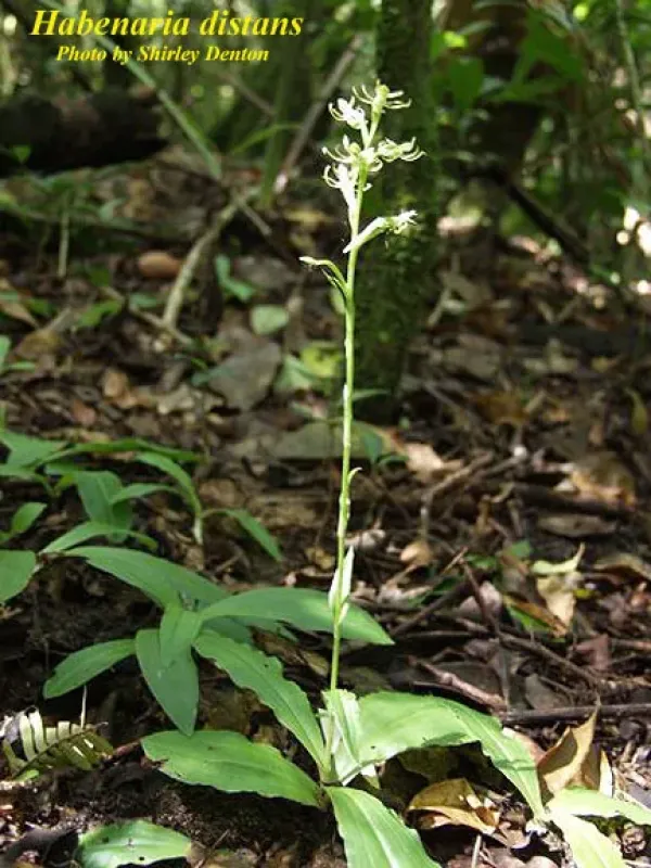 Habenaria distans