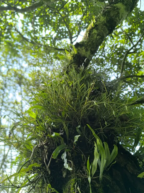 Jacquiniella teretifolia