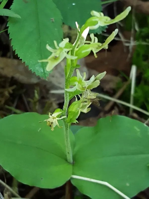 Neottia auriculata