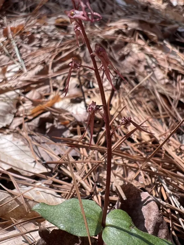 Neottia bifolia
