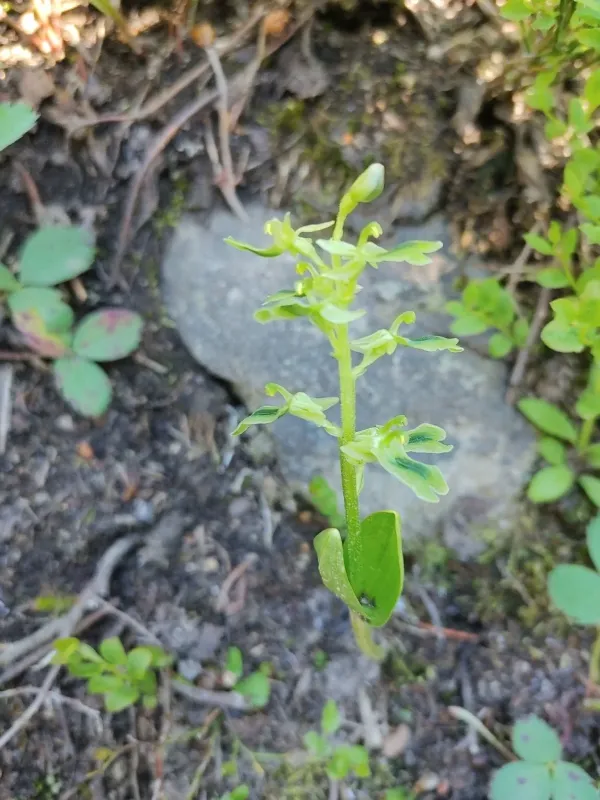 Northern bird's-nest orchid