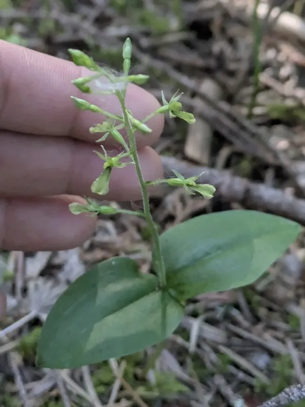 Neottia banksiana