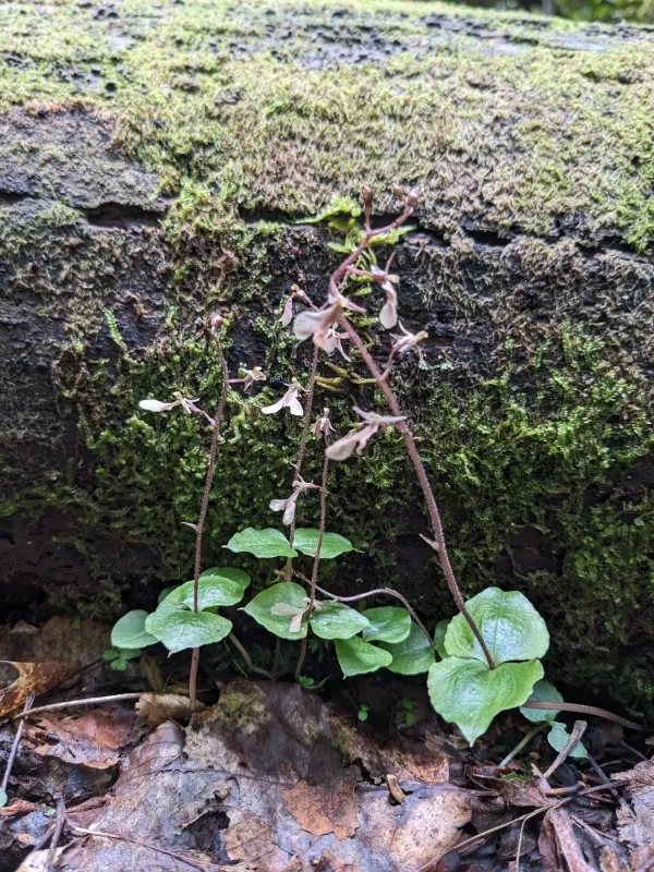 Neottia smallii