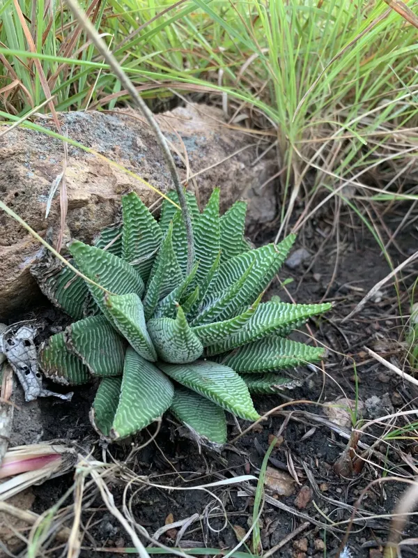 Haworthiopsis limifolia