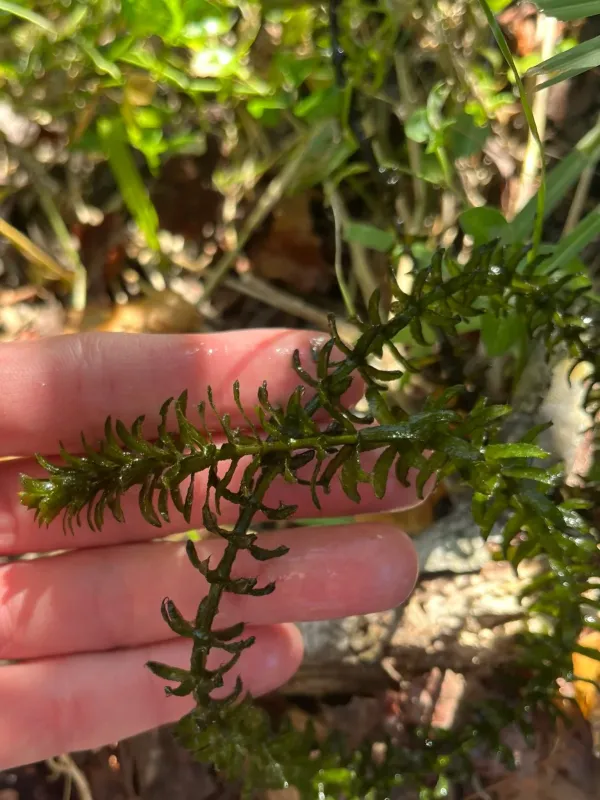 Hydrilla
