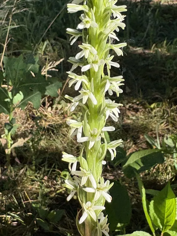 Elegant rein orchid