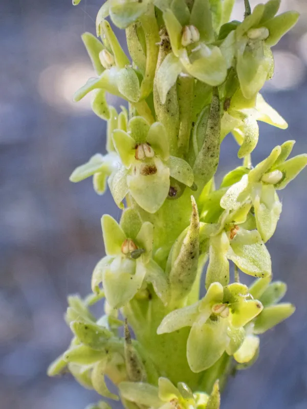 Platanthera michaelii