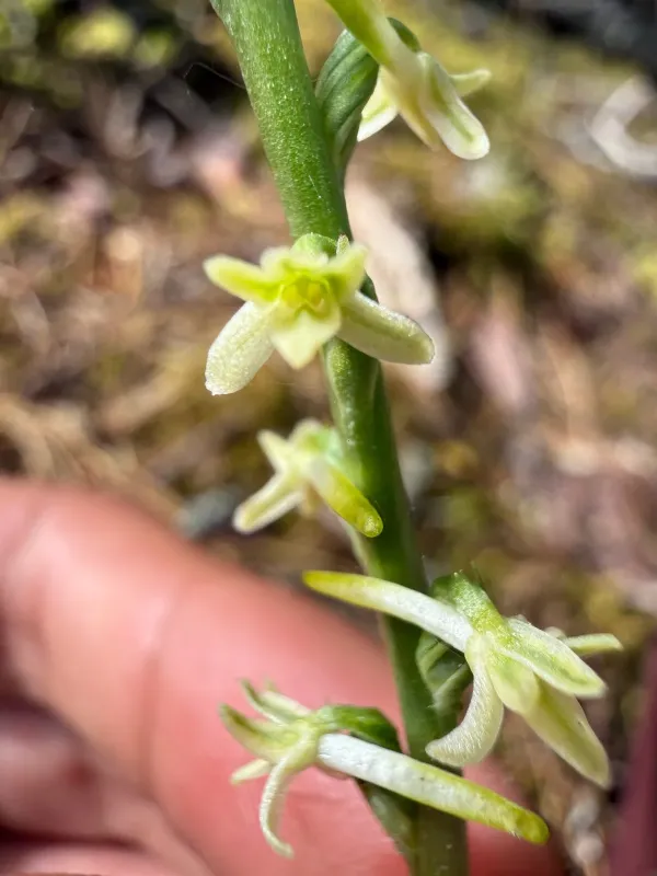 Platanthera transversa