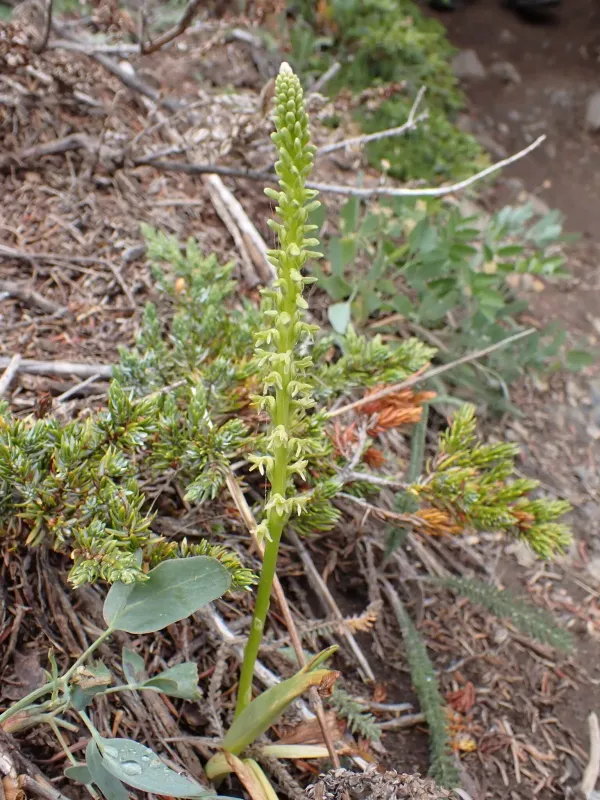 Platanthera unalascensis