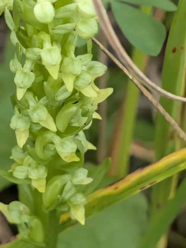 Northern bog orchid