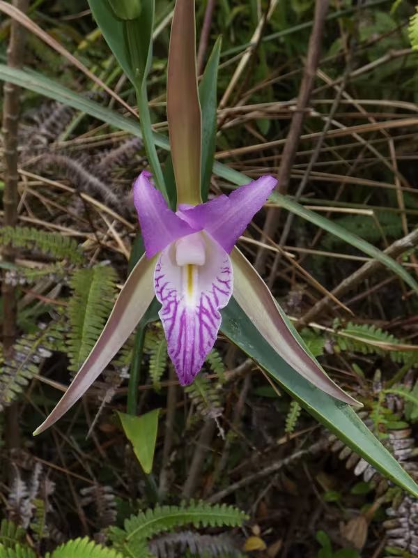Cleistes rosea