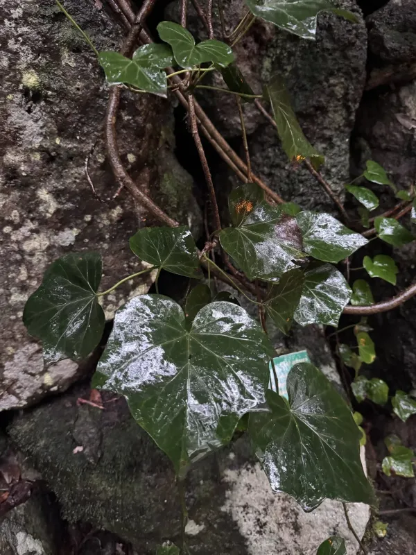 Algerian ivy