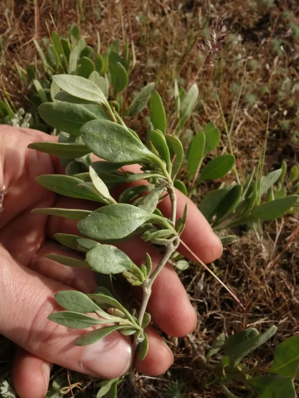 Atriplex verrucifera