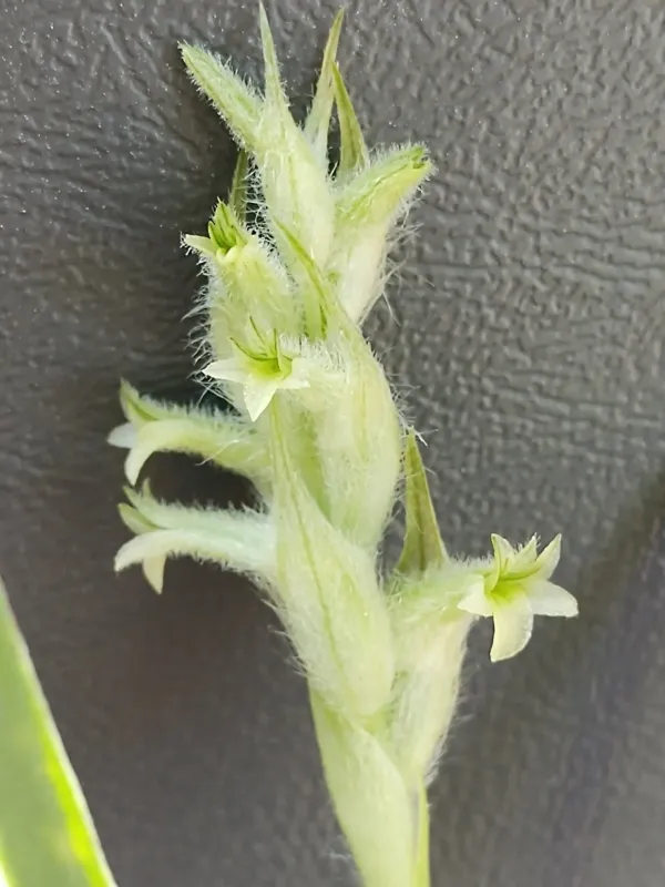 Dichromanthus michuacanus