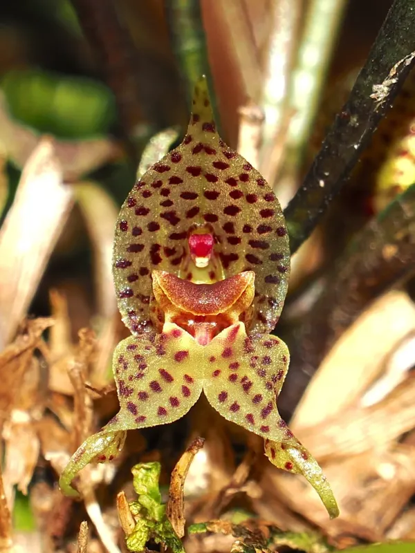 Dryadella simula
