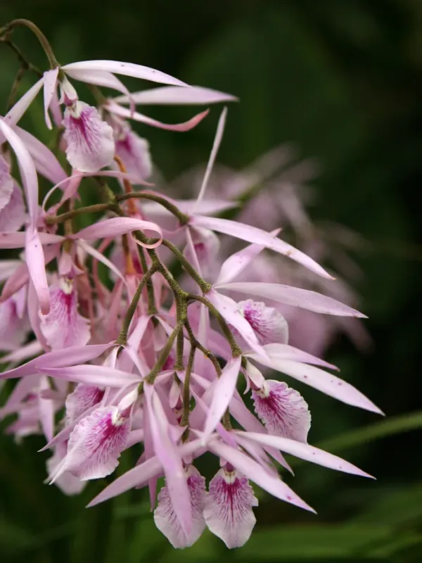 Encyclia adenocaula