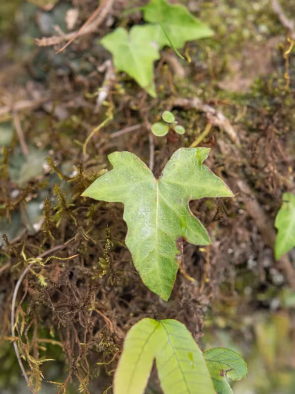 Nepal ivy