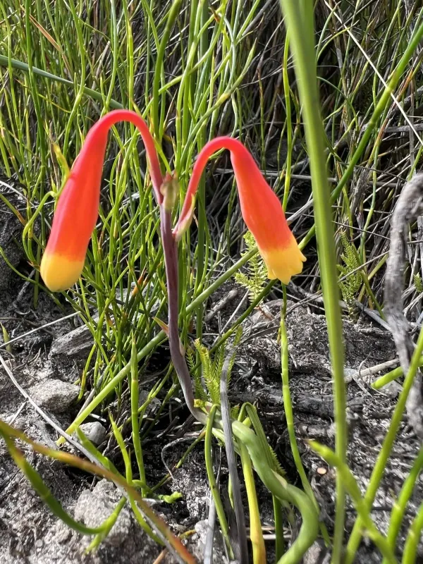 Blandfordia nobilis