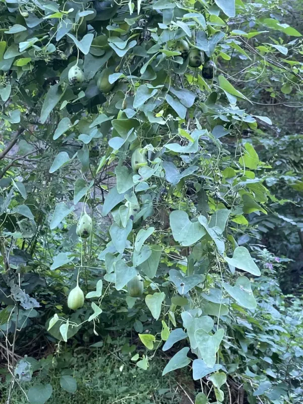 Aristolochia contorta