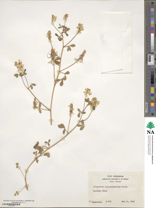 Jerusalem fenugreek