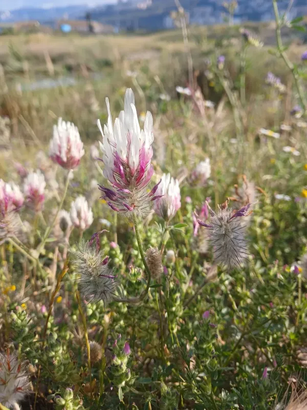 Trifolium dichroanthum