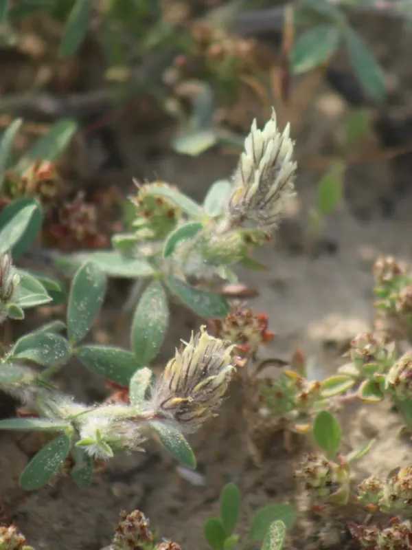 Palestinian clover