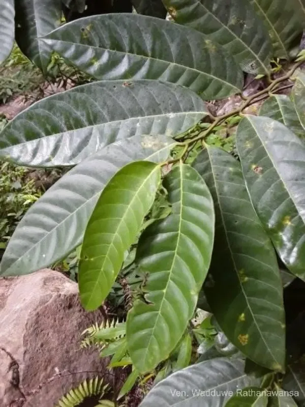 Cyathocalyx zeylanicus