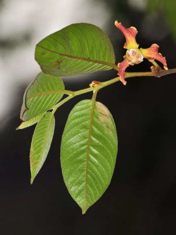 Mitrephora tomentosa