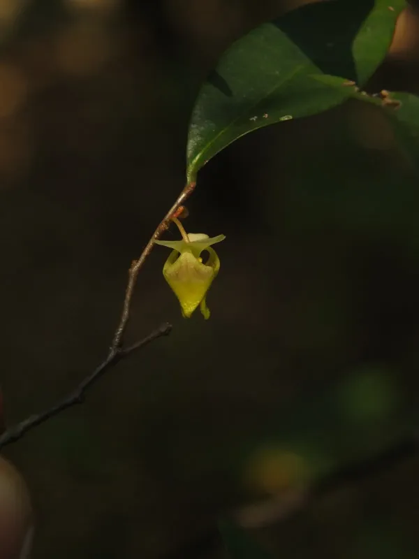 Orophea uniflora