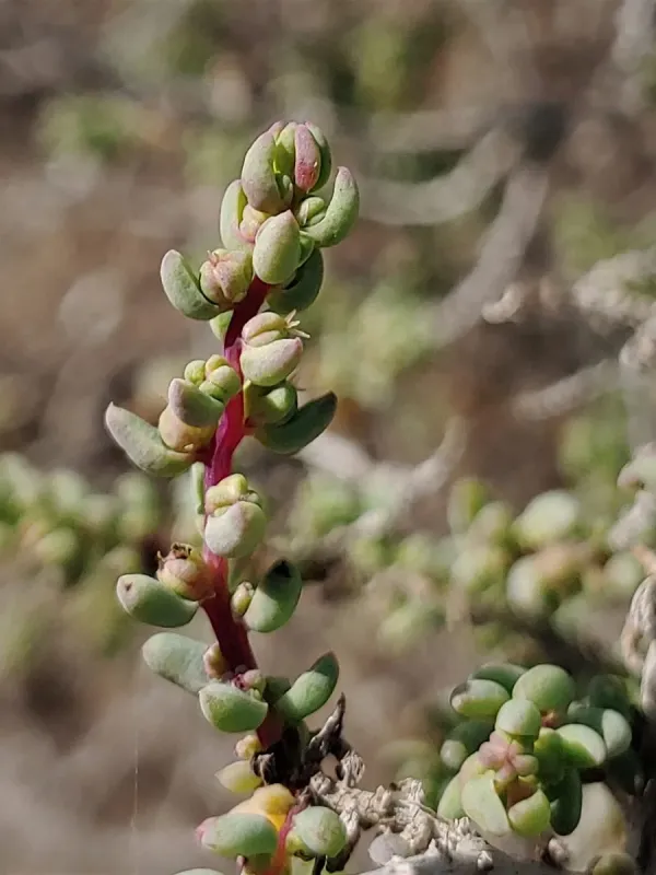 Suaeda palaestina