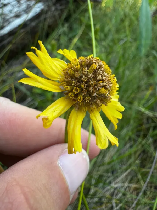 Bigelow's sneezeweed